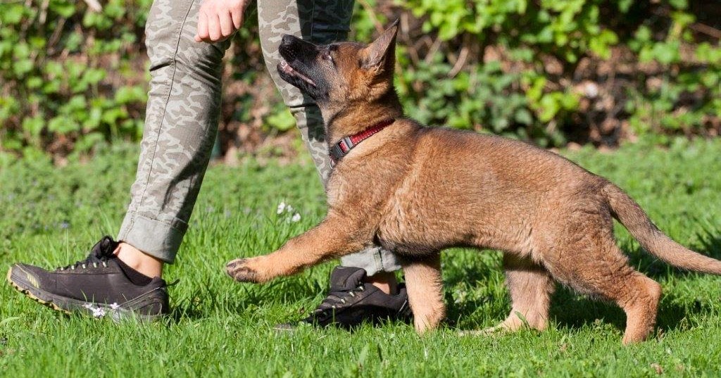 GASSIREPORT Hundeblog Besuch beim Schäferhundverein/Ortsgruppe