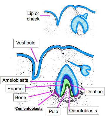 Primordia Primordia