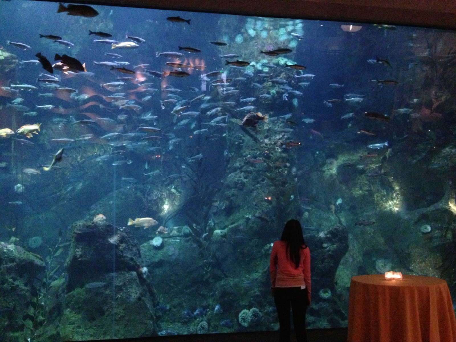 Seattle Aquarium offers a window into the mysterious deepwaters of the