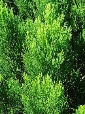 Podocarpus Macrophyllus Podocarpaceae Buddhist Pine Benefits Care