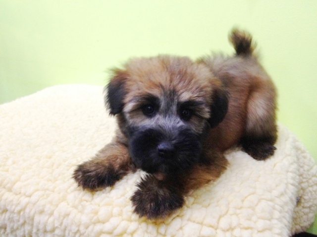 Empire Puppies Soft Coated Wheaten Terrier Puppies For Sale