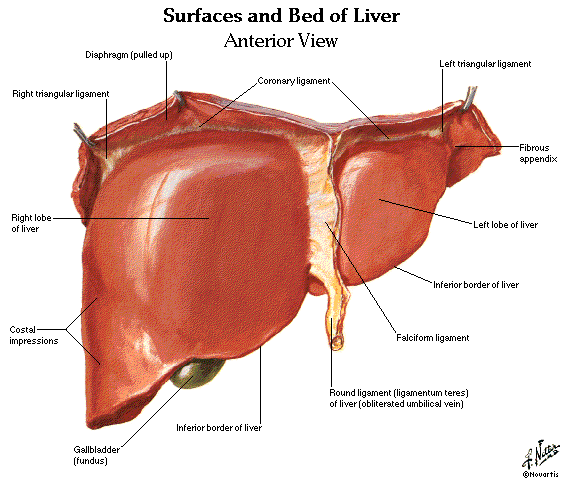 diagram liver free abdomen spleen liver anatomy and physiology diagram liver free abdomen spleen liver anatomy and physiology