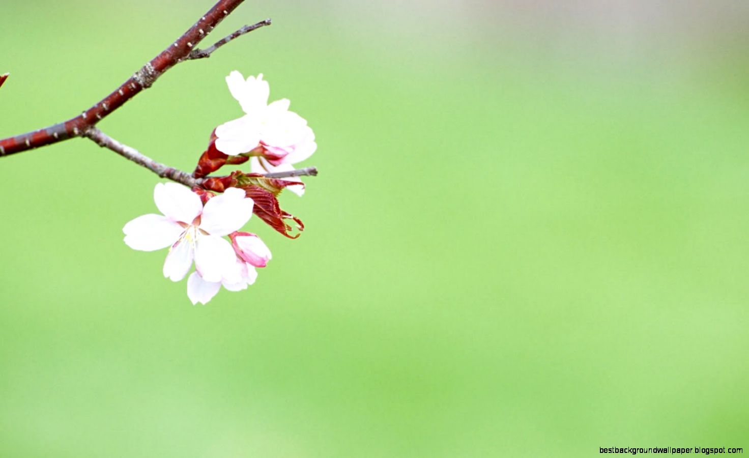 Flower Desktop Background 6945662 Flower Desktop Background 6945662