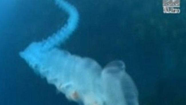 Huge deep-sea glow worm called the 'Unicorn of the Sea' grows to size of two double-decker buses  Worm+2