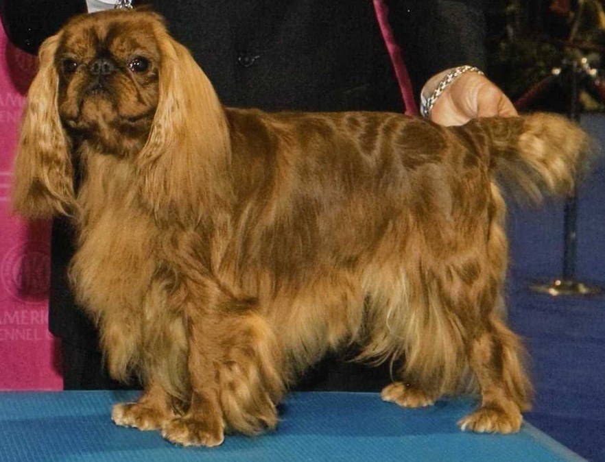 Kleine Bis Mittelgroße Hunderassen, die bellen nicht - Hunde Welpen