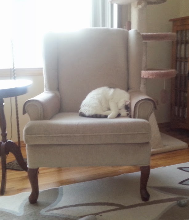 I Have Three Cats January 2015