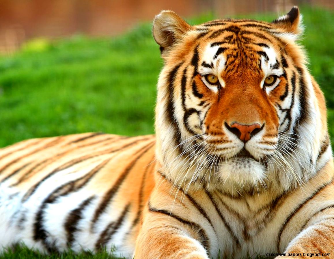 Free Download HD Wallpapers of Tigers Free Desk Wallpapers Free Download HD Wallpapers of Tigers Free Desk Wallpapers