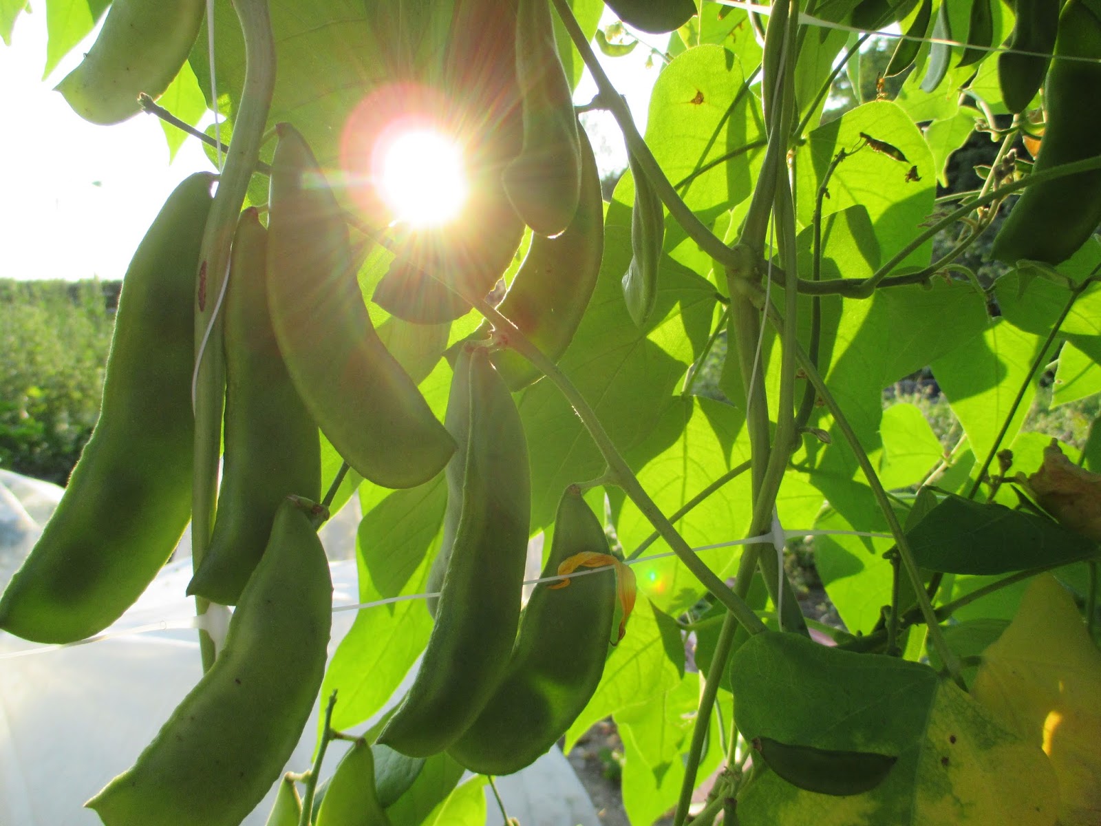 The Deliberate Agrarian September SunriseThrough The Lima Bean Trellis
