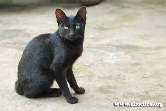Mèo đen