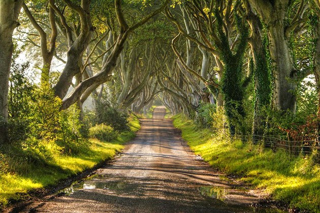 Tree Tunnels In The World