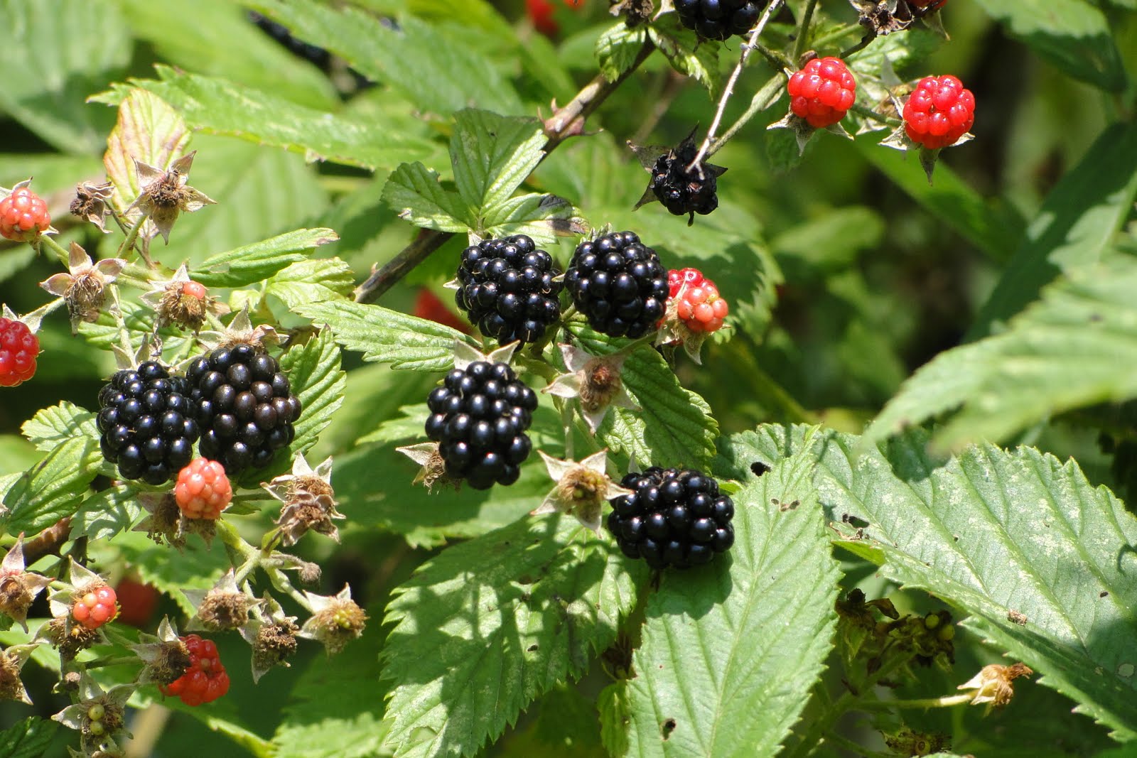 Louisiana Restaurant Association Louisiana produce, fresh