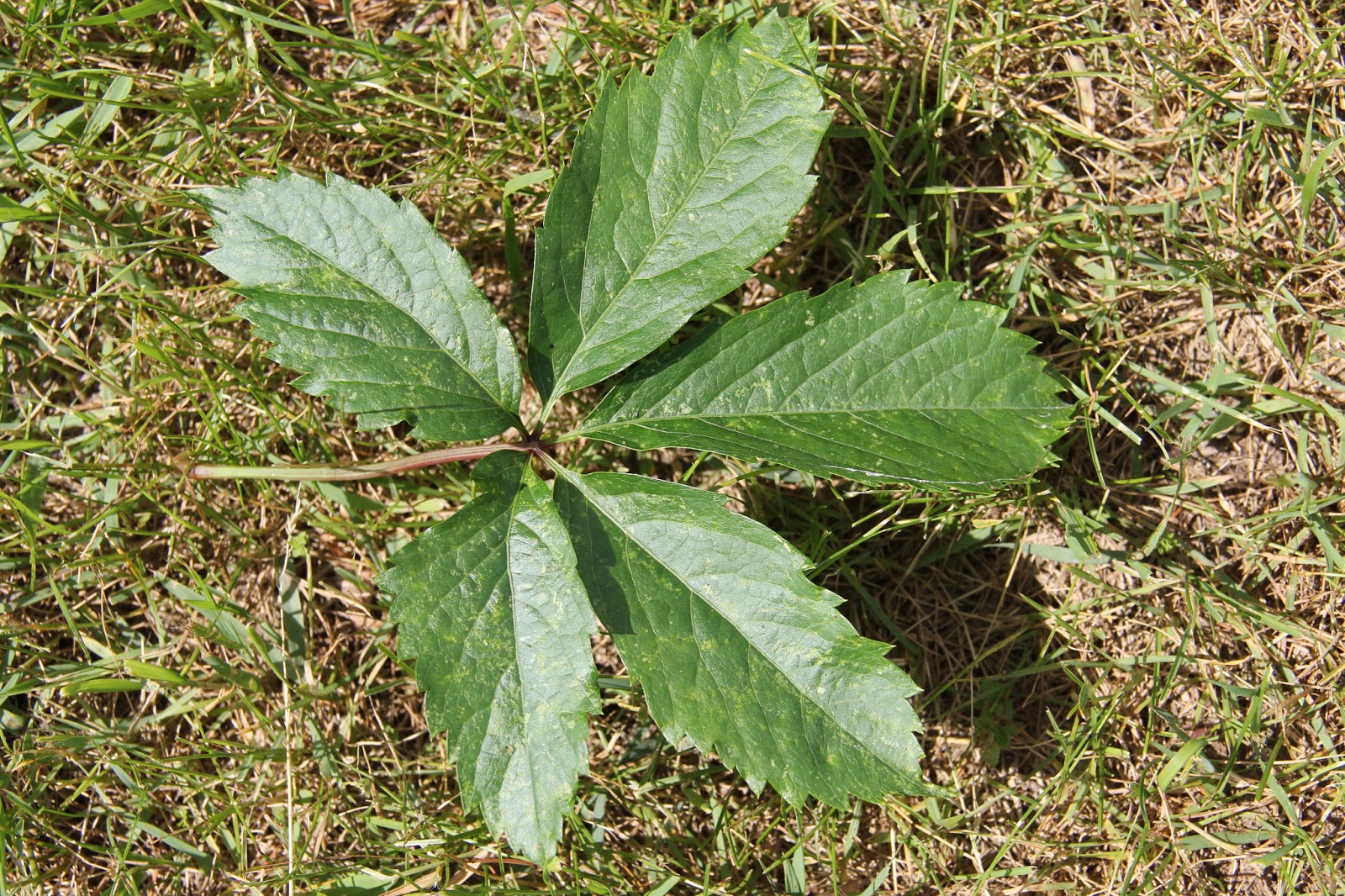 Isabella Conservation District Environmental Education