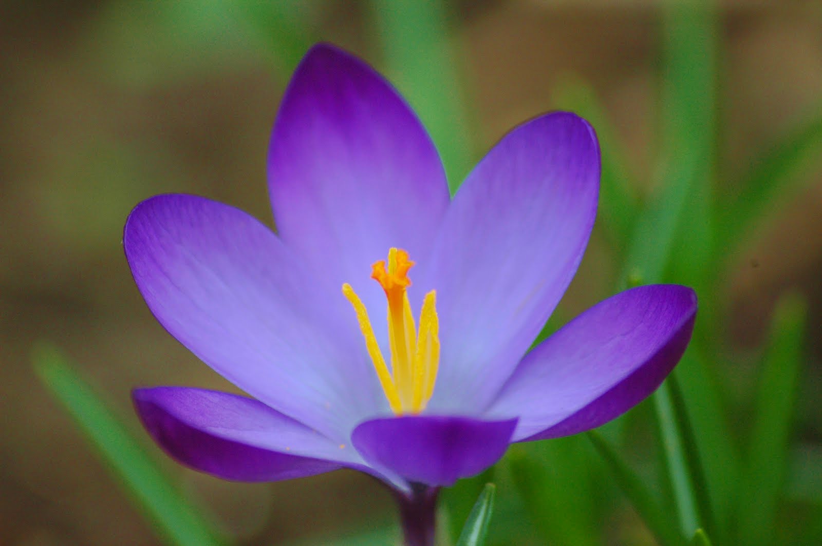 Crocus Flower