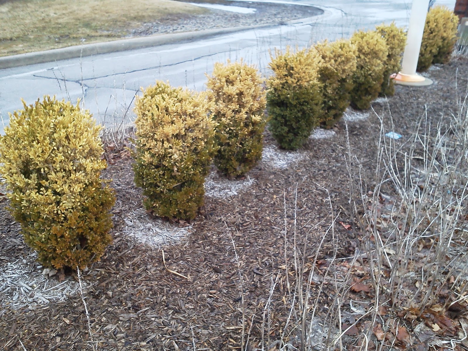 Owen Tree Service SHOULD WINTER DAMAGED EVERGREENS BE PRUNED NOW?