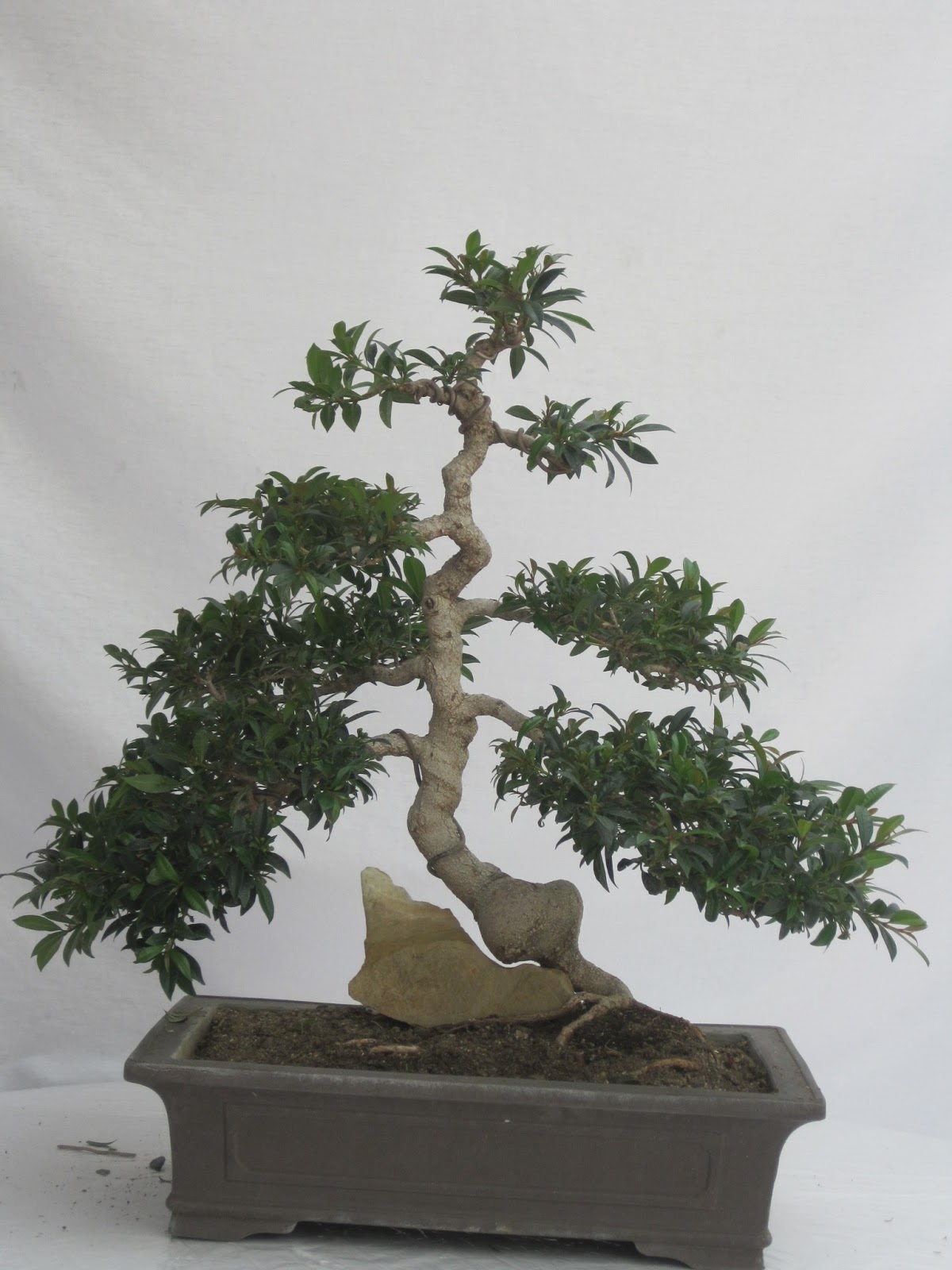 ShoChiku Bai Bonsai Club JUNE 2013 CURRENT BONSAI TREES FOR SALE