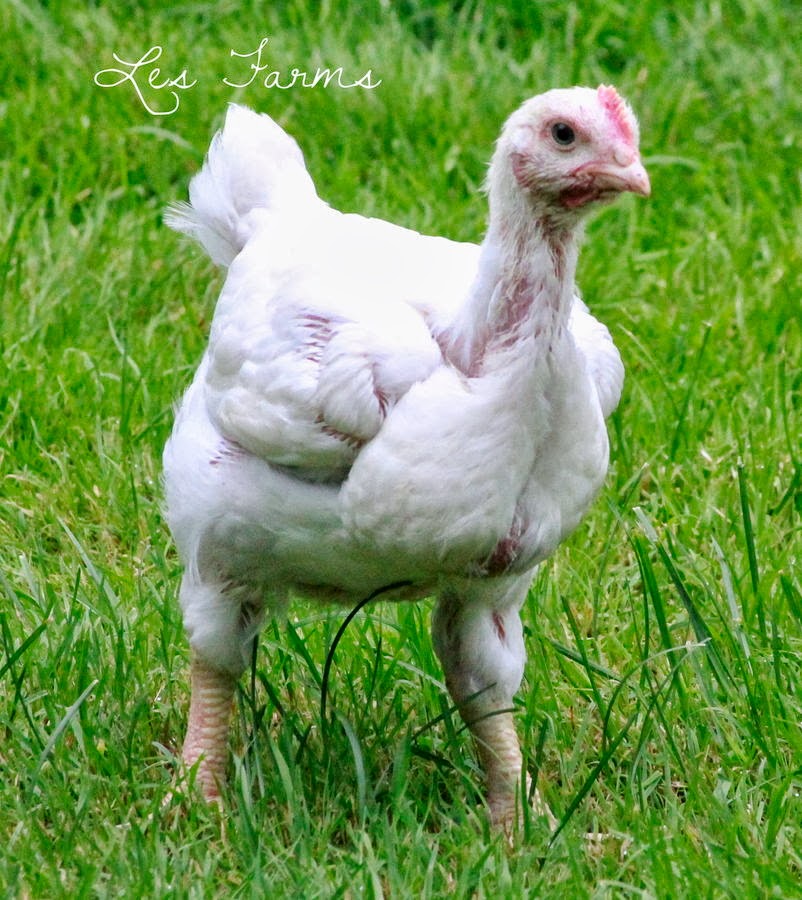 Natural Chicken Keeping Free Ranging Cornish Cross (CX) Meat Birds