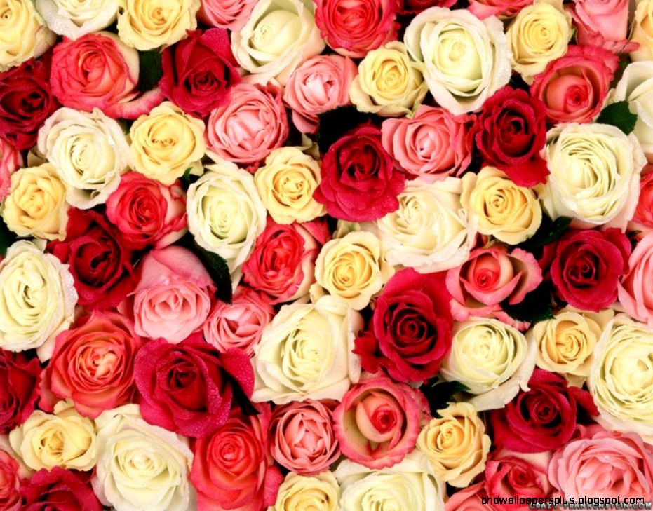 Roses Flower wallpapers Crazy Frankenstein Roses Flower wallpapers Crazy Frankenstein