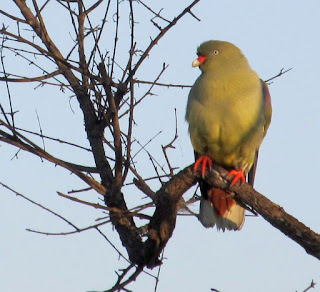 Bird in Kruger National Park