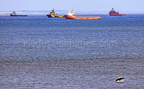 Clydeside Images Com Dolphins At Aberdeen Harbour