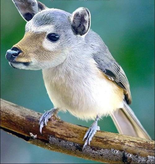 Amaze Pics & Vids Unreal Animals Creativity...