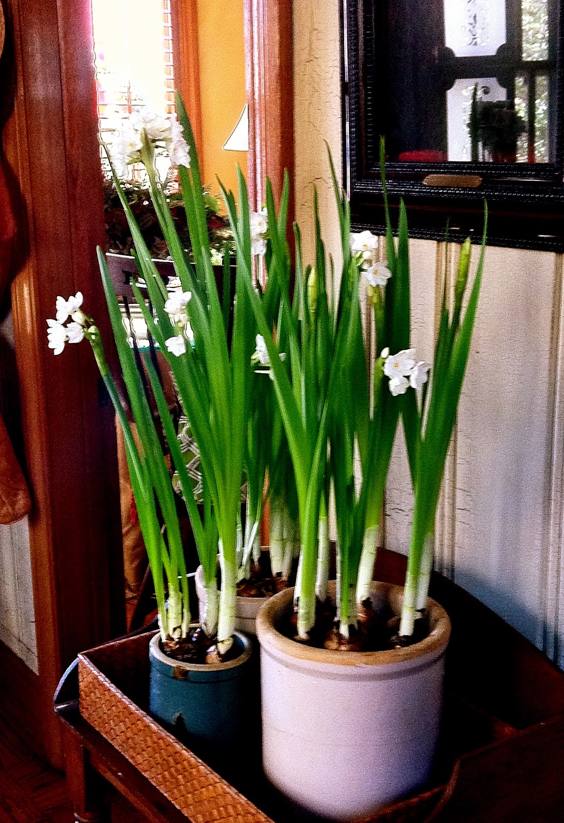 P O T A G E R Holiday Fatigue and Bargain Bulbs