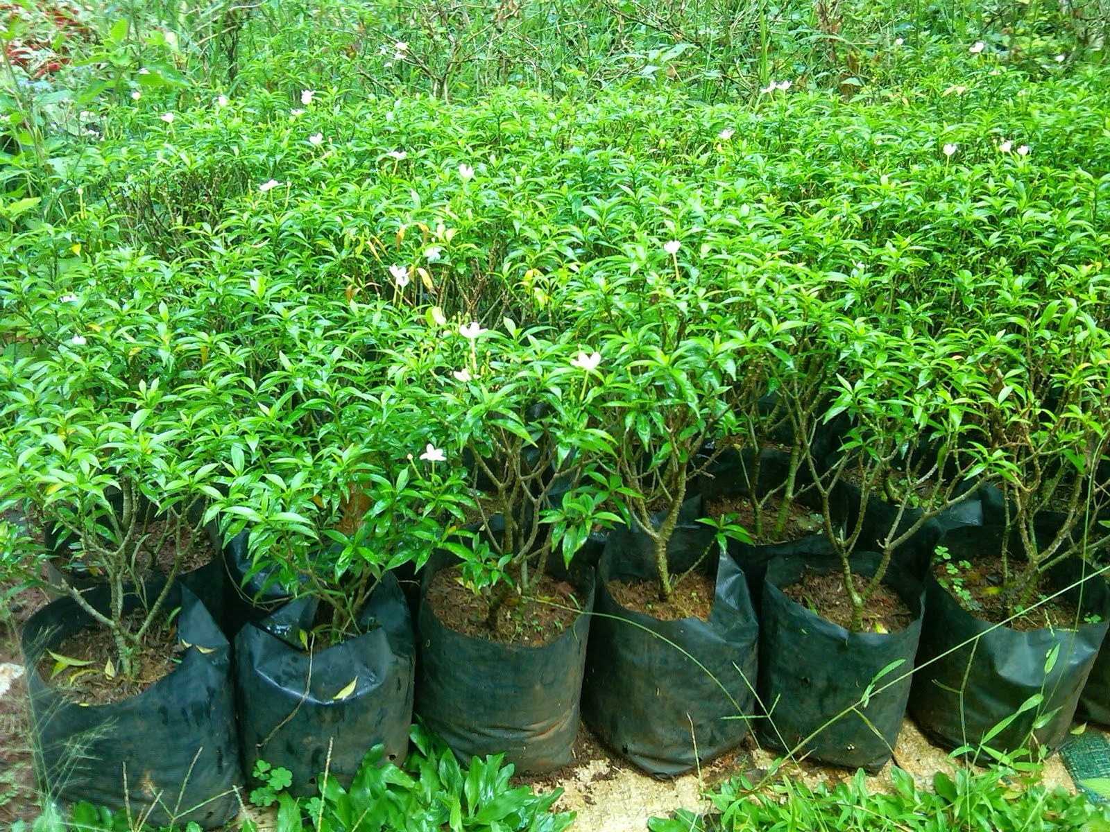 TUKANG TAMAN | JUAL TANAMAN HIAS DEPOK BEJI TIMUR ...