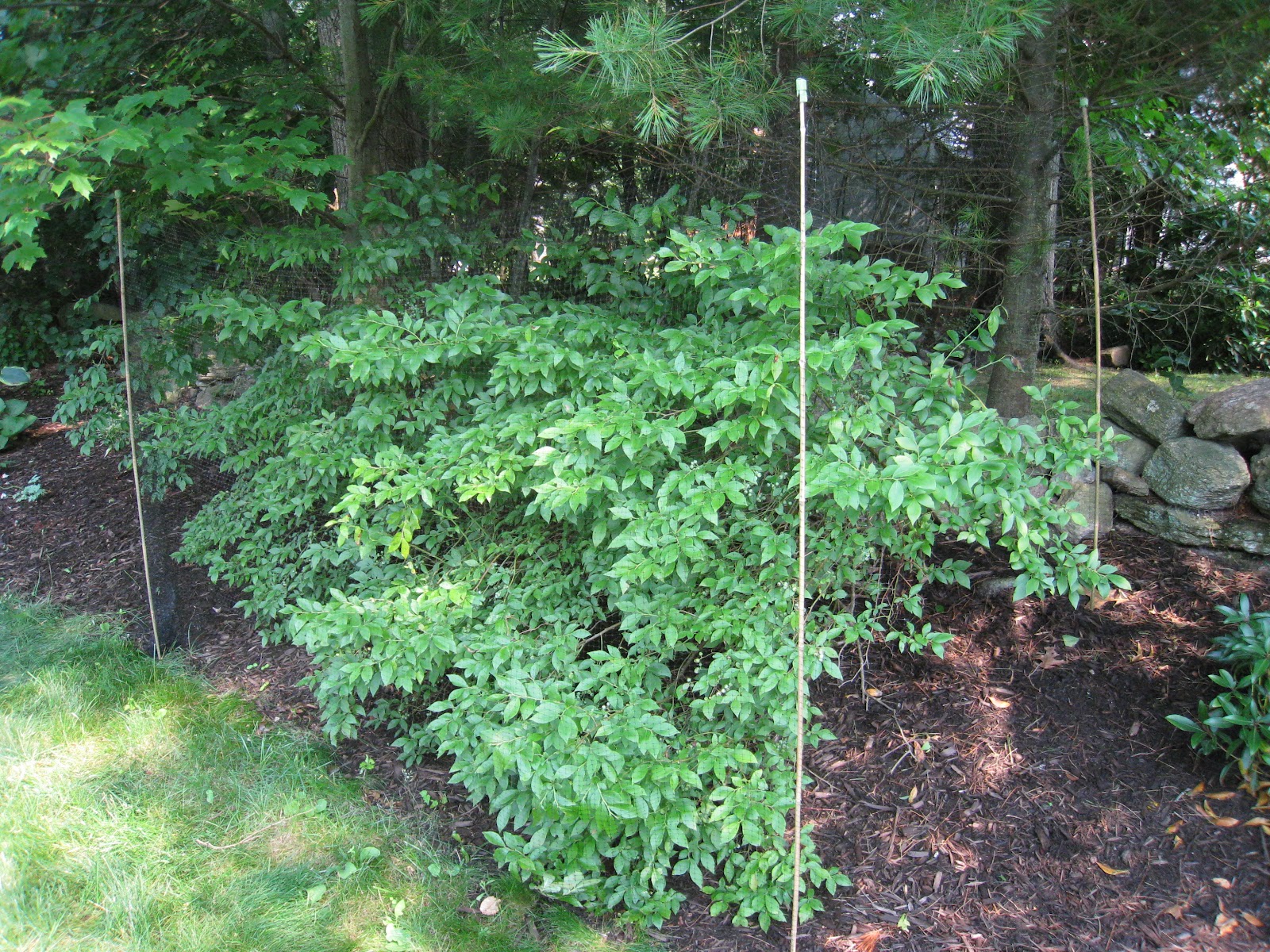 My &ldquo;Type-A&rdquo; DIY Projects: Blueberry Bush Net