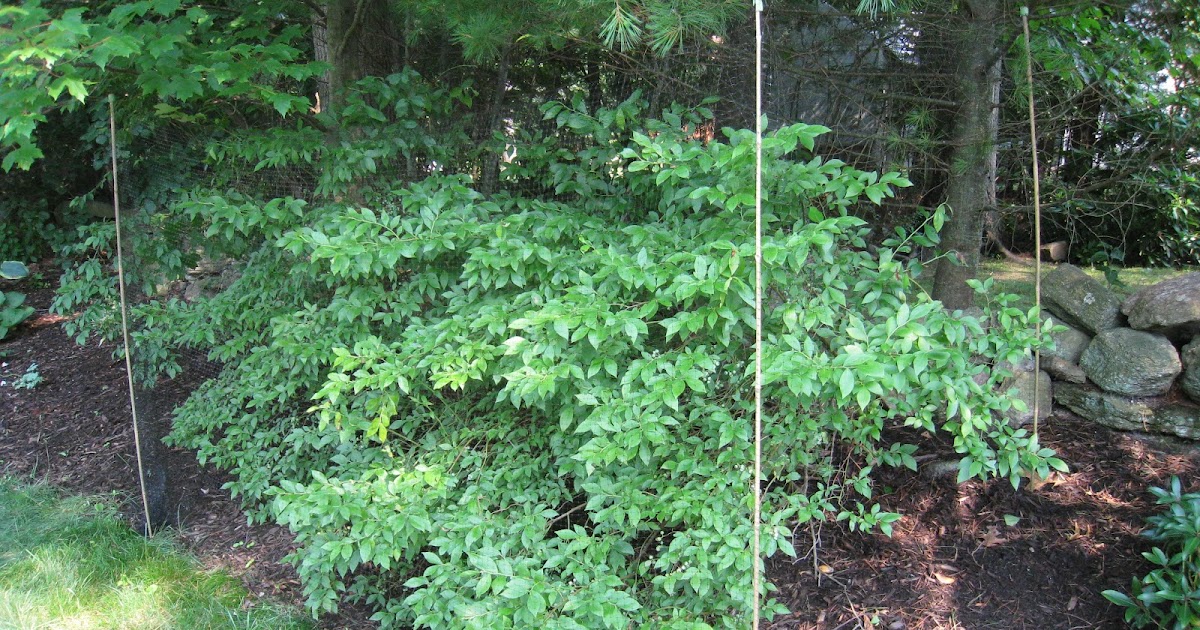 My "TypeA" DIY Projects Blueberry Bush Net