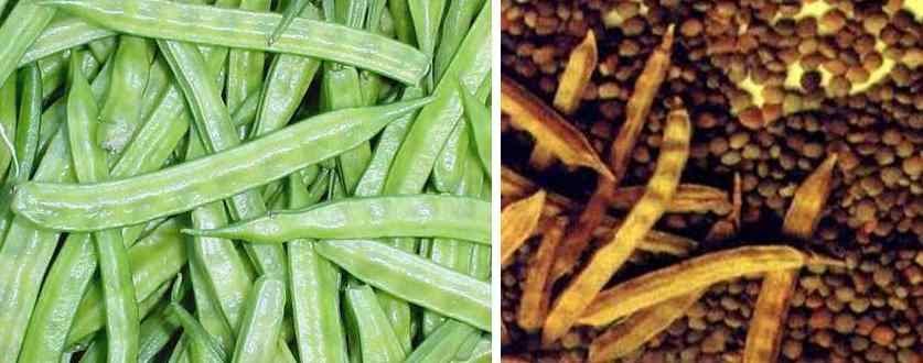 Cooking in Cochin Cyamopsis tetragonolobus