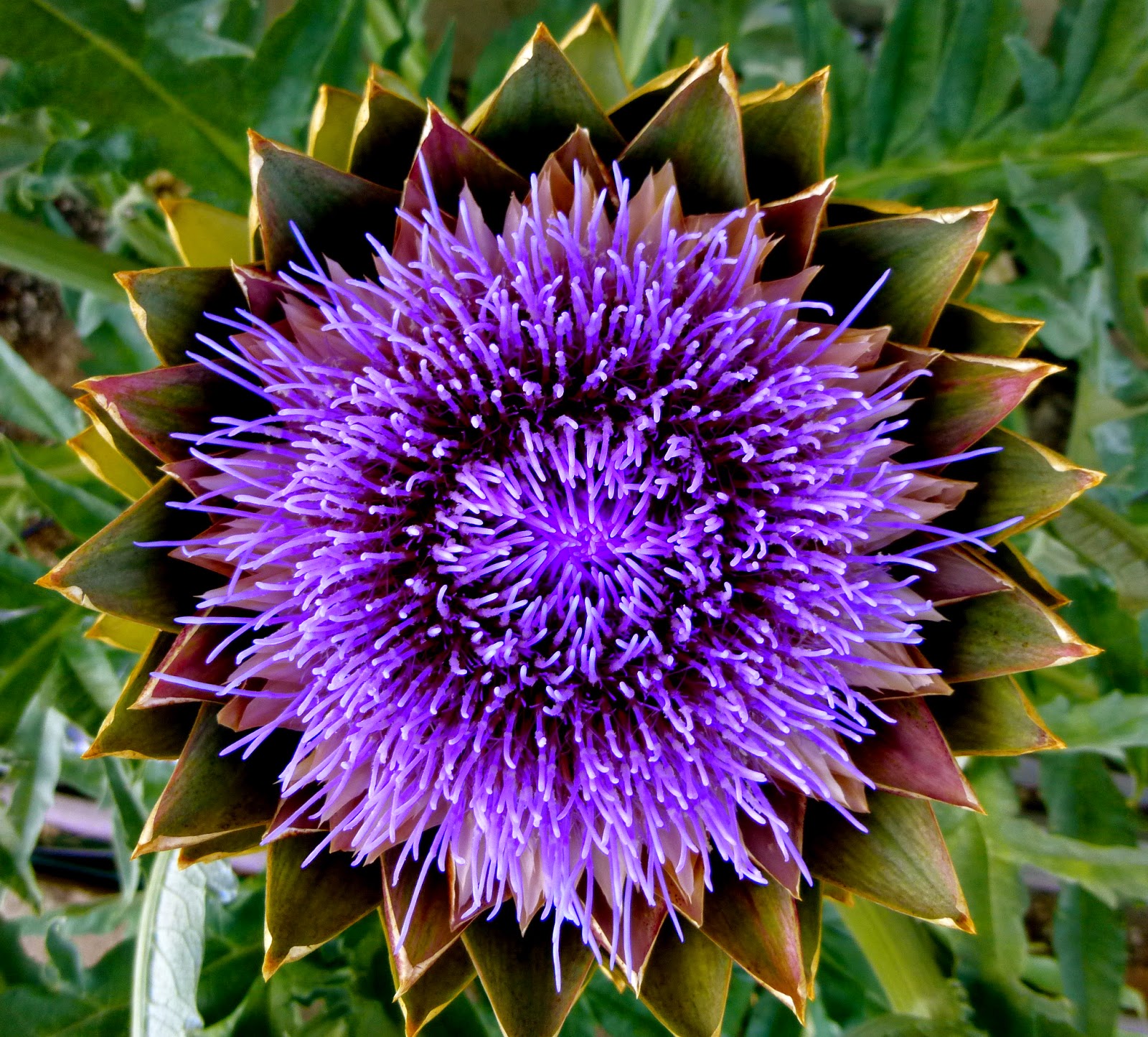 Artichoke Flower Artichoke flower, Pretty flowers, Rare flowers
