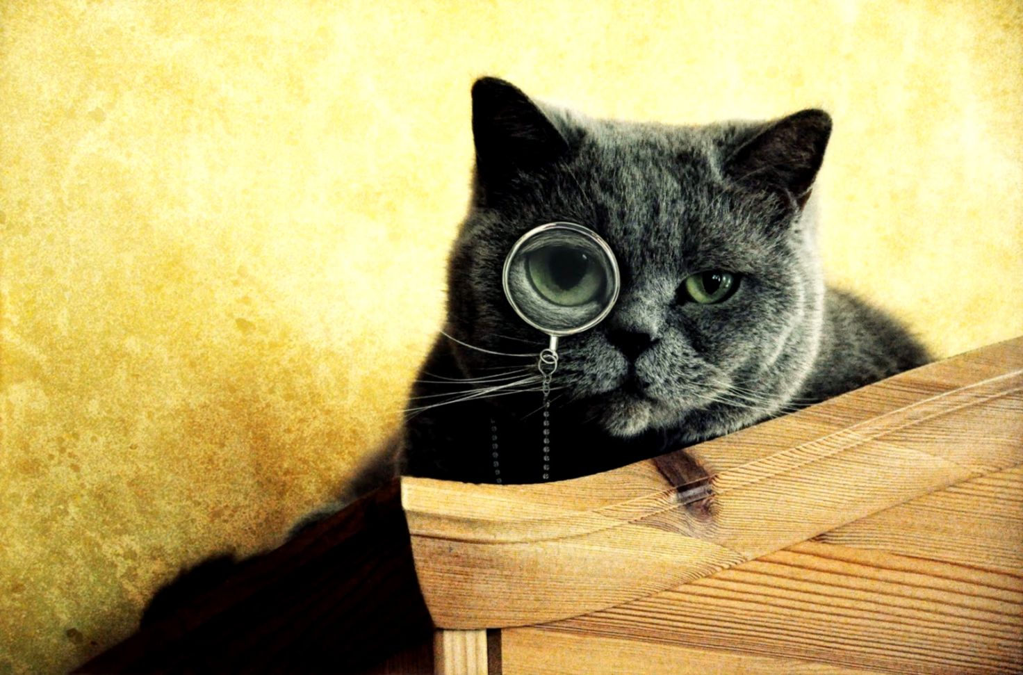 Funny Cat Backgrounds Group 78