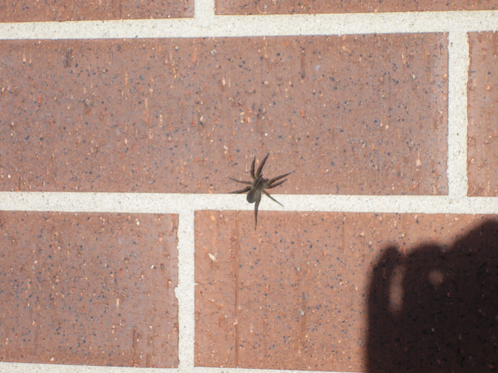 Our Life in Illinois Spiders