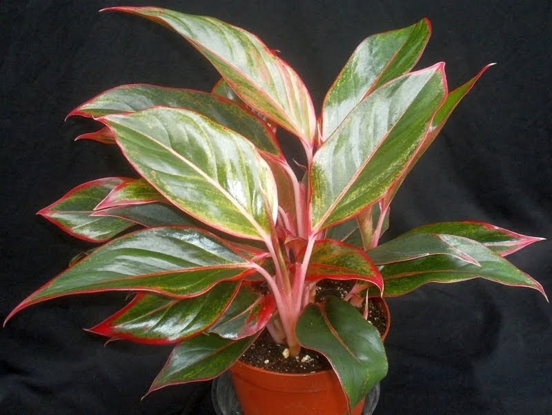 Plants are the Strangest People New Plants