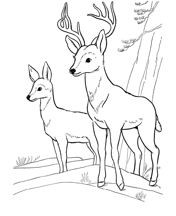 ANIMAL COLORING PAGES: For Education New Animal Deer Coloring Pages