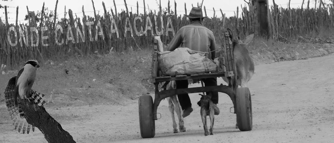 ONDE  CANTA   A   ACAUÃ