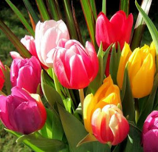 Tulipán, una flor con historia - alegres colores
