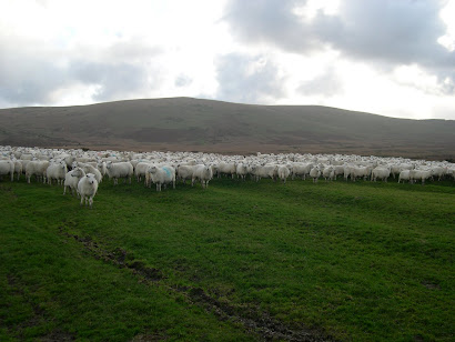 Gathering sheep on the Preseli Hills
