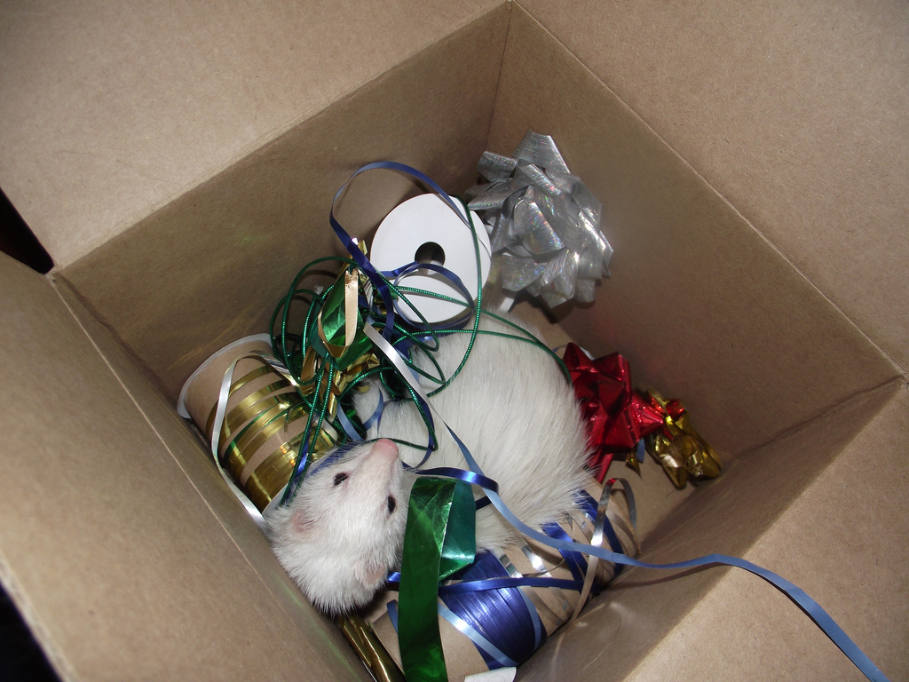 Ferrets North Information & Rescue Society ADOPT