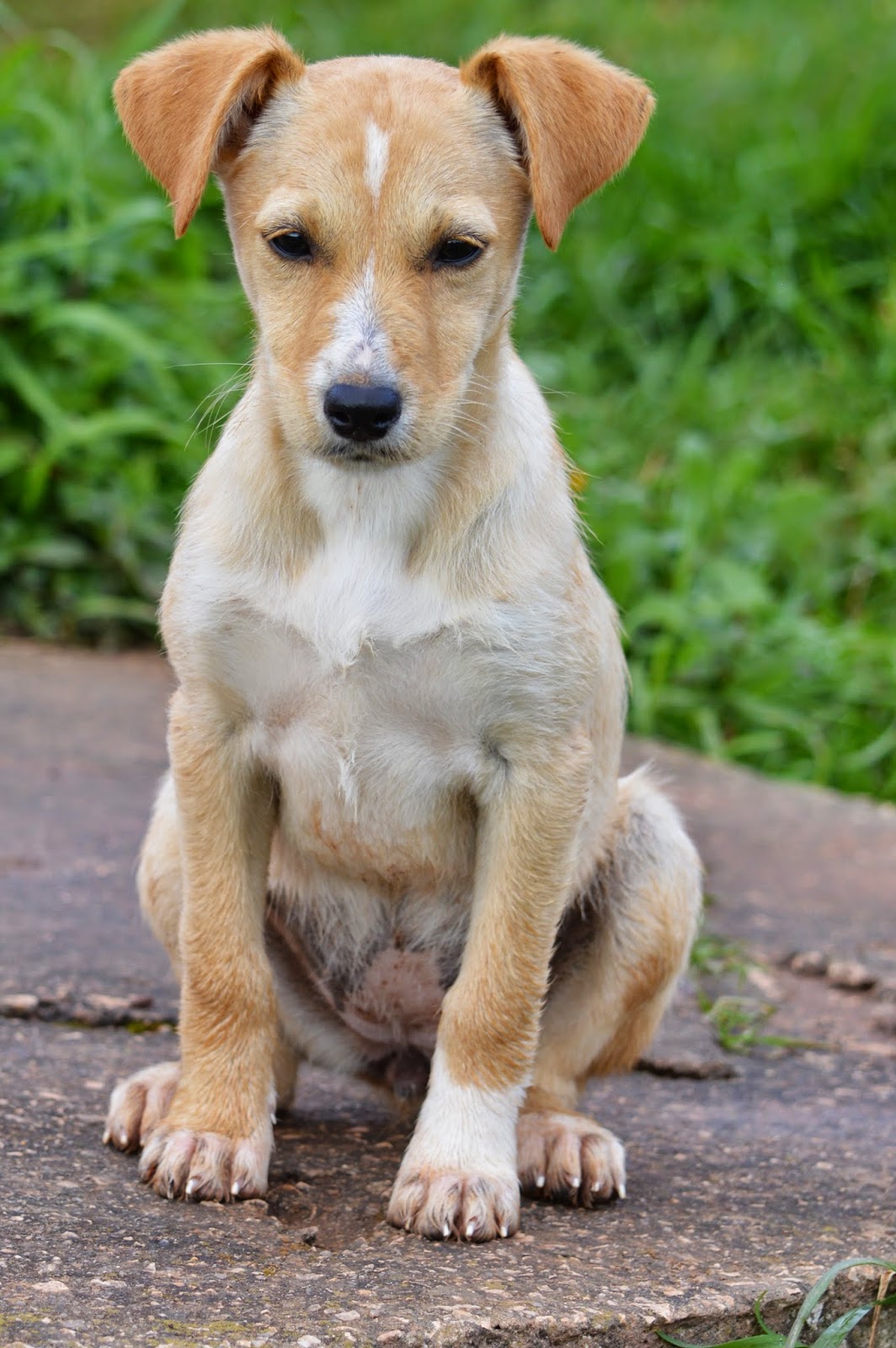 Hunde aus ZentralPortugal adoptieren Tabby