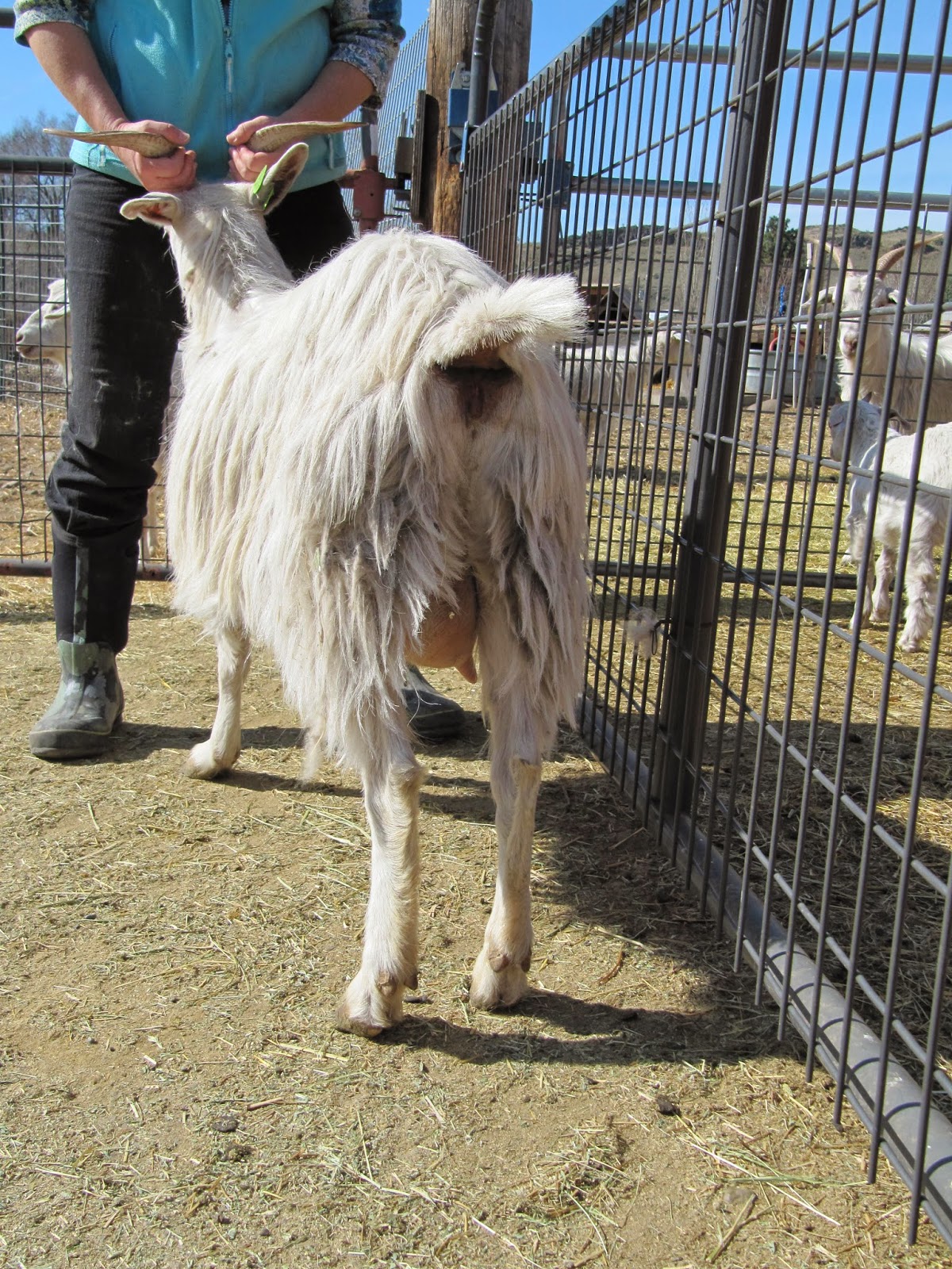 LIBERTY FARM CASHMERE GOATS CASHMERE GOATS FOR SALE