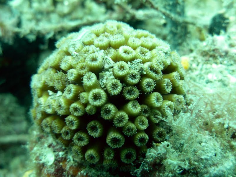 Stay In Touch With Collier County's Sea Grant Extension Program Common