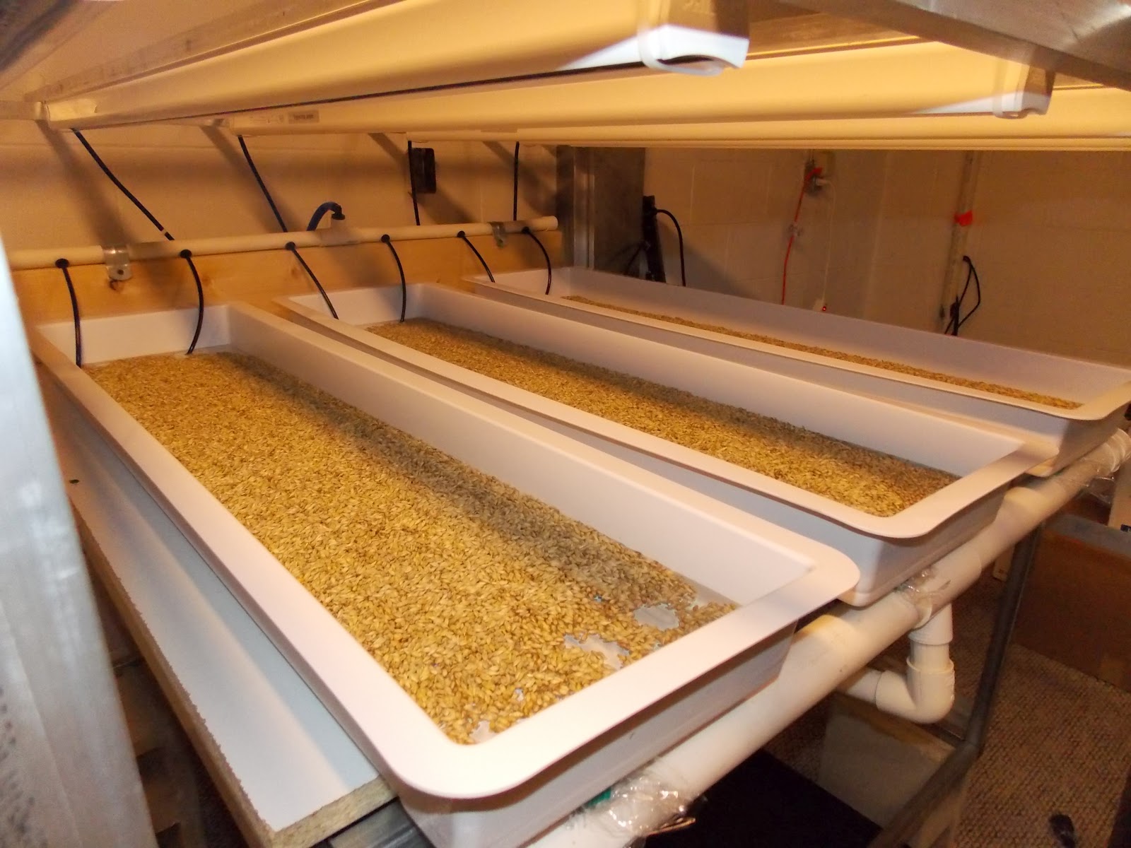 Hydroponic Fodder Trial Hort Americas