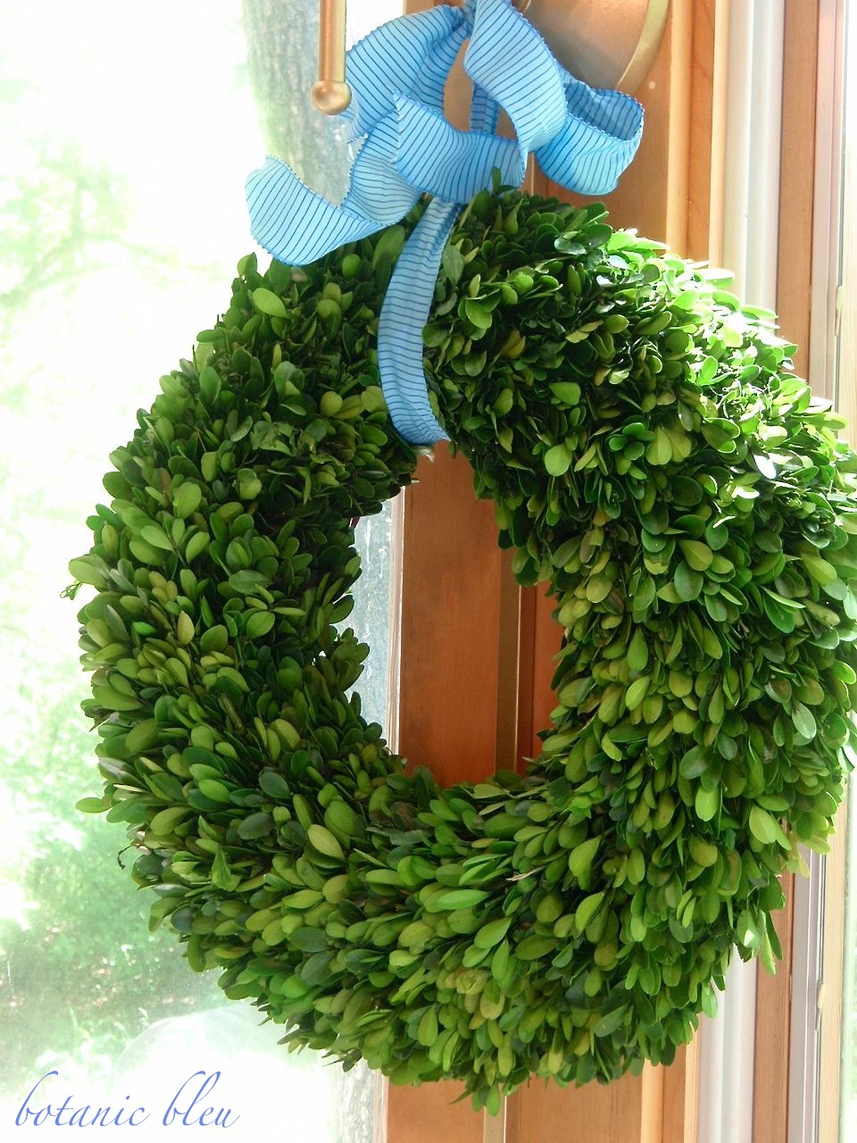 Botanic Bleu Boxwood Fresh, Dried, Preserved