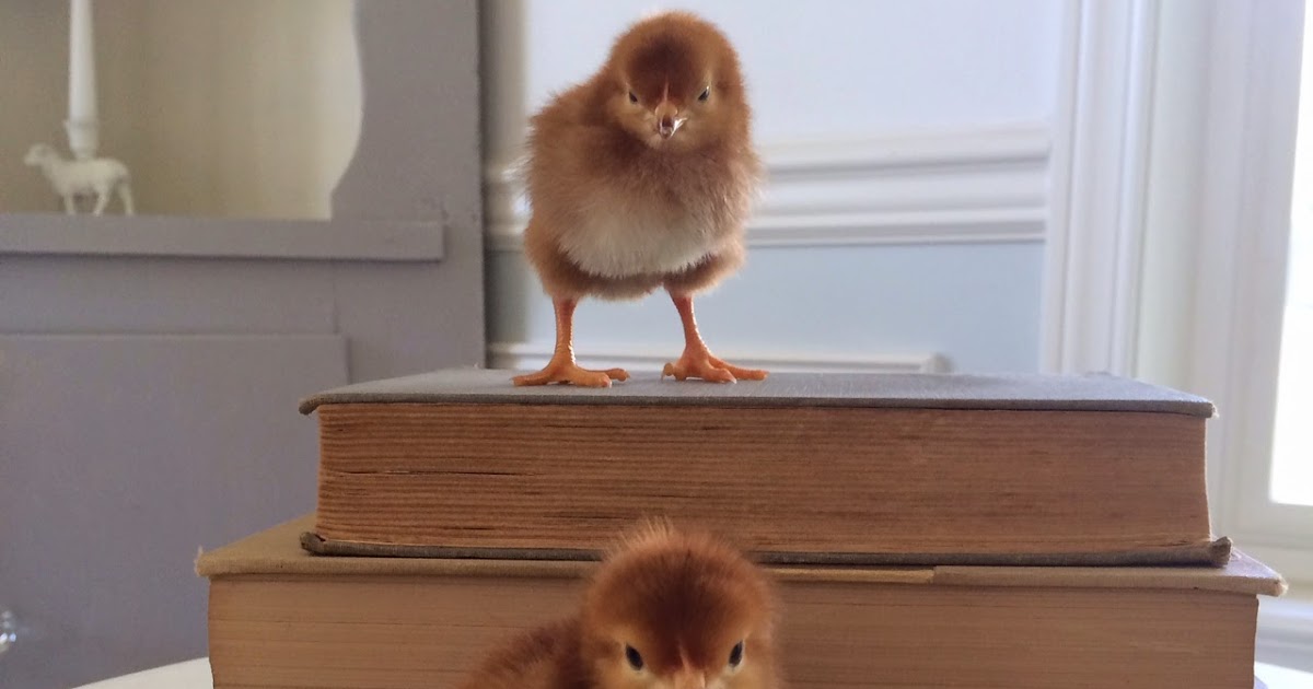 Little Farmstead If You've Ever Considered Having Chickens...