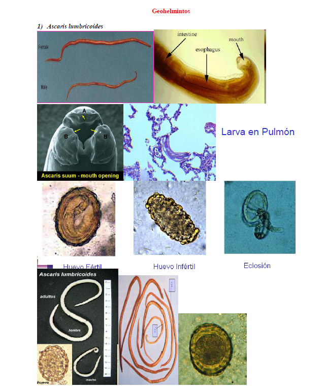 atlas-de-parasitologia-humana-ash-orihel-pdf-descargar