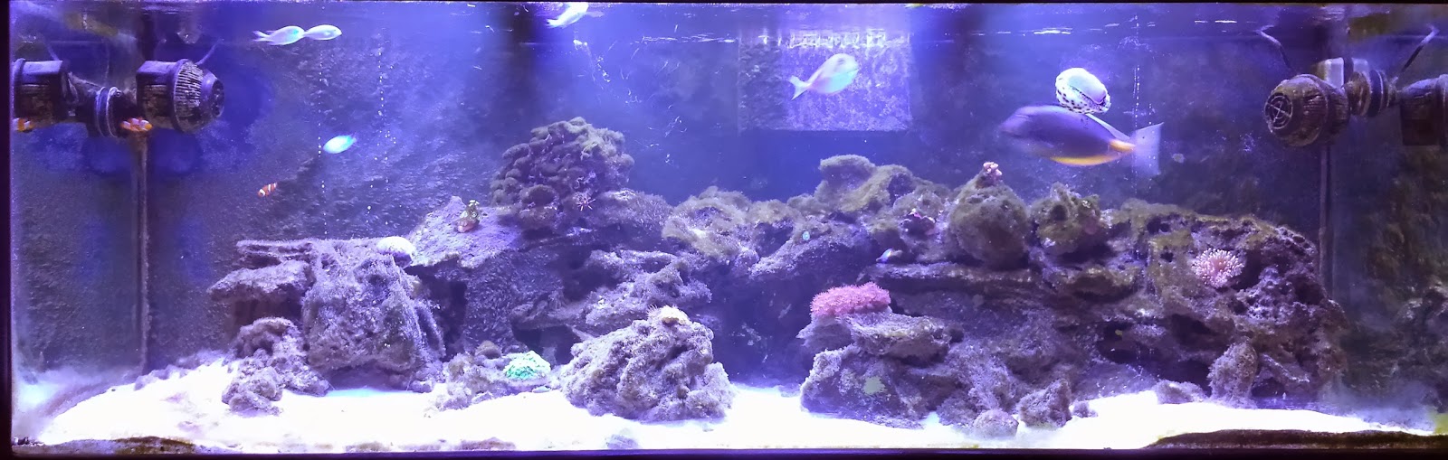 Vodka Dosing 180 gallon The Reef Tank