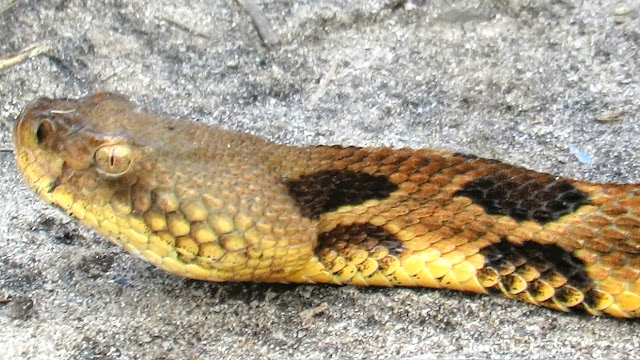 Rattlesnake On The Art Loeb Trail