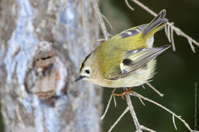 Желтоголовый королек (Regulus regulus). Goldcrest