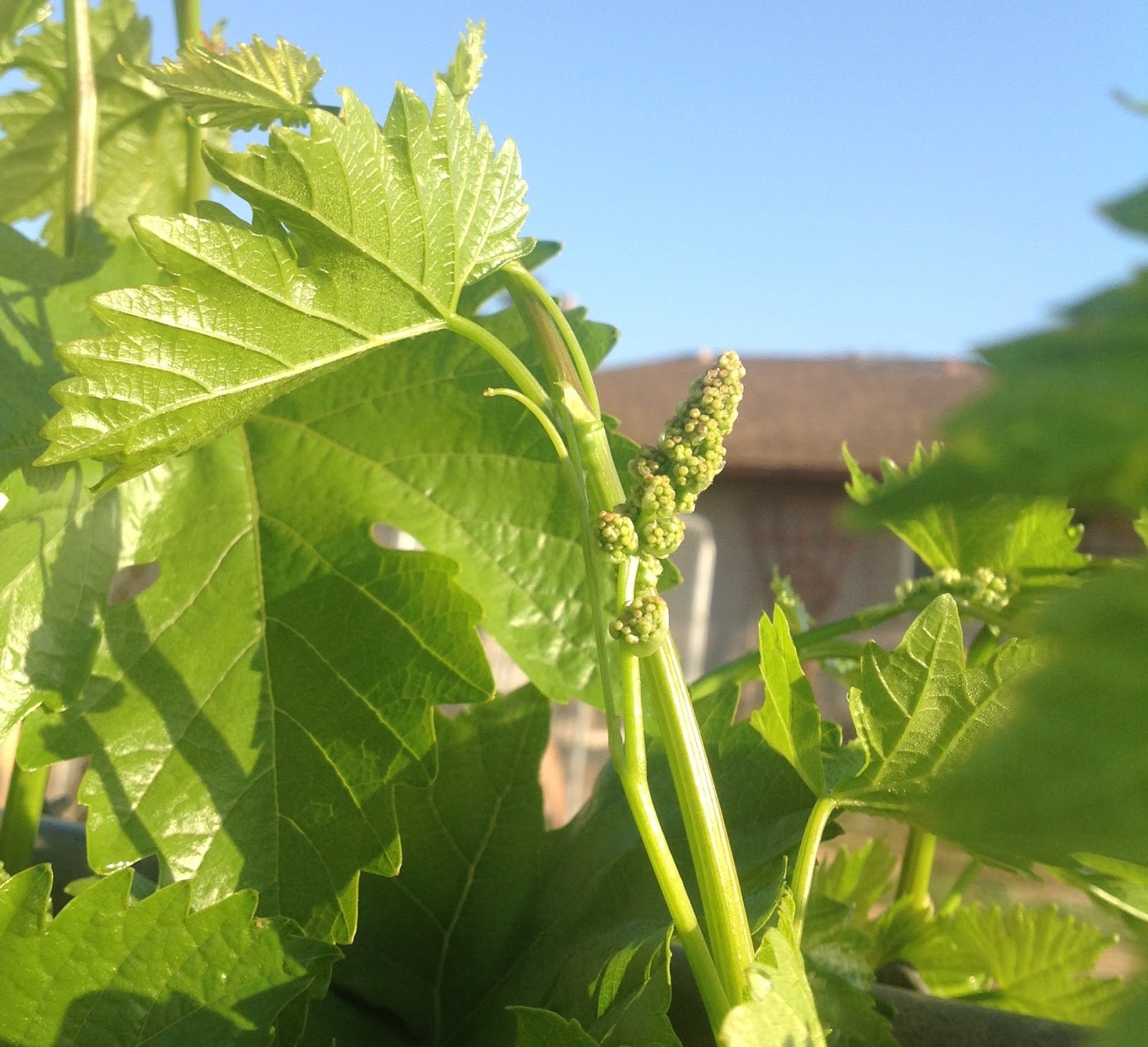 My garden obsession GRAPE BABIES