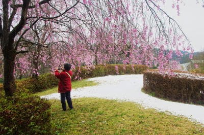 経ヶ坂の枝垂桜の写真